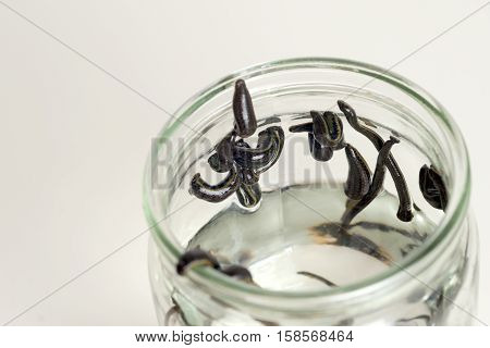 Hirudotherapy. Medical leeches in water before therapy