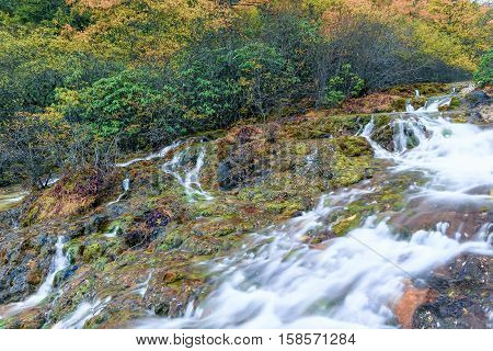 flowing water on rock with colorful plants