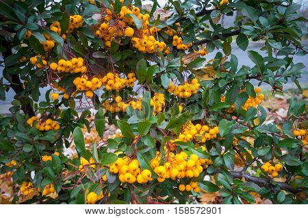 Scarlet firethorn (Pyracantha coccinea). Yellow scarlet firethorn berries in nature. Selective focus.