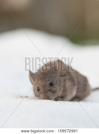 a house mouse (Mus musculus) close up