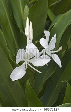 White ginger lily (Hedychium coronarium). Called White garland-lily also