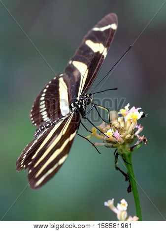 Zebra Heliconian Butterfly (Heliconius charithonia) on Lantana flowers