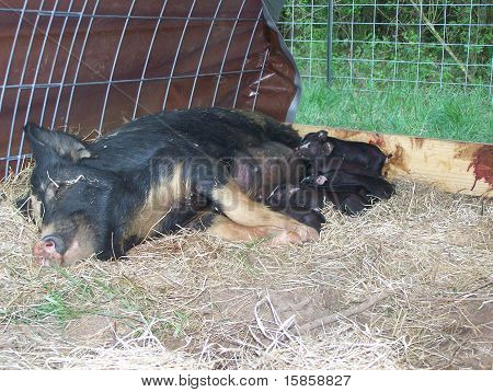Momma Pig and her Babies