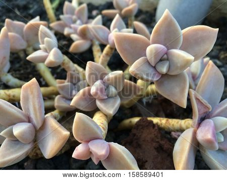 succulent plant rosetta - echeveria plant macro