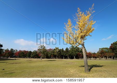 Ginkgo Biloba tree leaves turning into yellow in Autumn in Nara