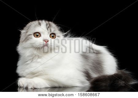 Furry white scottish fold highland breed kitten with tabby lying and curious looking up isolated black background