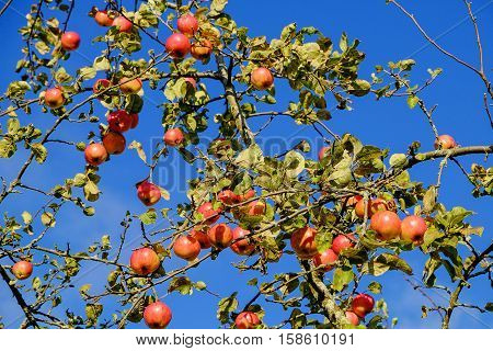 Red apples grows on a branch among the green foliage against a blue sky