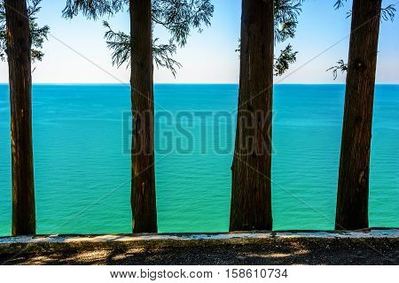 the trunks of the trees against the sea