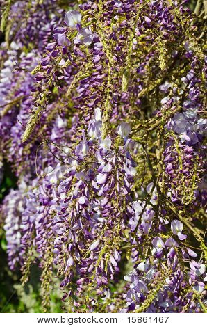 Glicinas en flor