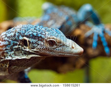Detailed view of Blue Tree Monitor Lizard, Varanus macraei, sitting on the branch Batanta Island, Indonesia. Shallow depth of field shot.