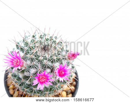 beautiful cactus with floers isolated on white background