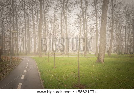 Autumn trees and morning fog. A foggy day in the park.