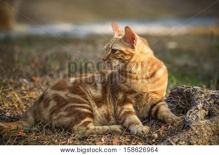 orange fur cat realxing  on garden field