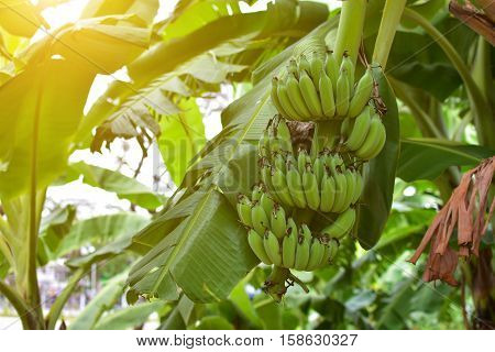 Banana tree with a bunch of bananas with sunlight. Cultivated banana