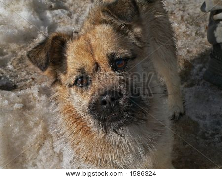 Piccolo cane con piccola barba 3