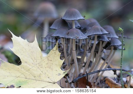 Coprinus atramentarius mushrooms close up shot local focus