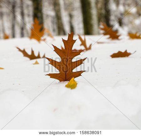 autumn leave on a snow carpet in winterr park