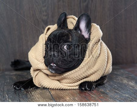 Funny dog in a warm scarf large round eyes. Dog black French bulldog lying on floor