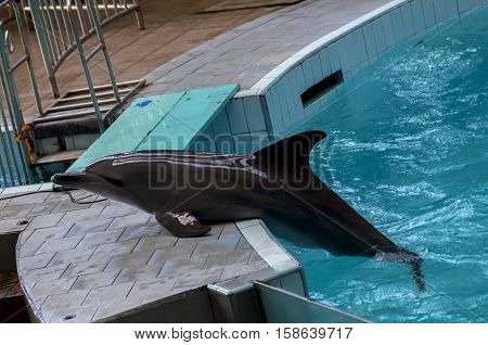dolphins sunbathing at the pool during the day