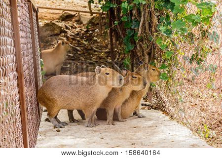 Capybara (hydrochoerus hydrochaeris) in the zoo asia thailand.