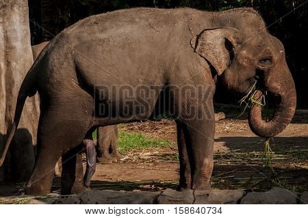 male  elephants (Sumatera) grazing in a cage