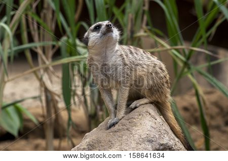 small meerkat standing on the rock stone