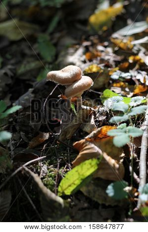 Forest mushrooms in the grass. Autumn forest