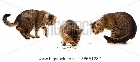 Beautiful adult striped tabby domestic cat in different poses - walking eating and interested with cat food isolated on white background. Triptych. Shallow dof. Focus on eating cat.
