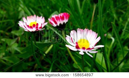 Three meadow daisies with pink and white colour in the green grass.