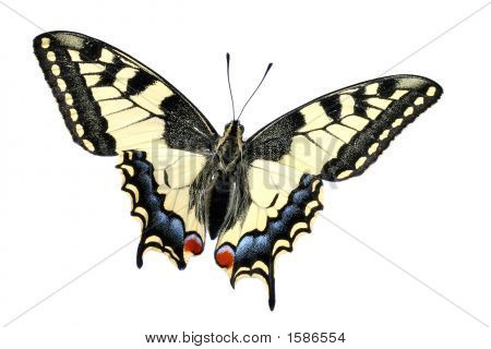 Farfalla