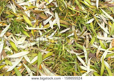 Autumn grass in a park.In the park by the lake in the morning