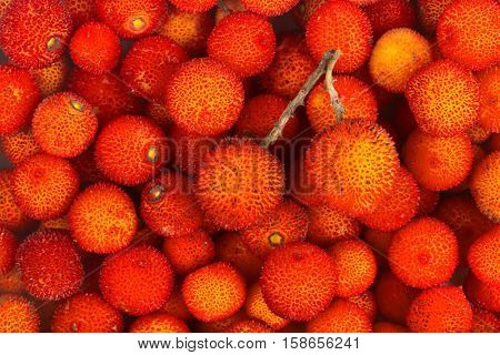 background of red fruits of Arbutus unedo.