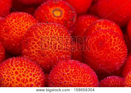 background of red fruits of Arbutus unedo.