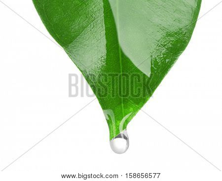 Essential oil dropping from green leaf isolated on white