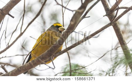 Yellow branded Evening Grosbeaks (Coccothraustes vespertinus)  on a deck having seed lunch. Heavyset finch in northern coniferous forests, adds splash of color to winter bird feeders every few years.