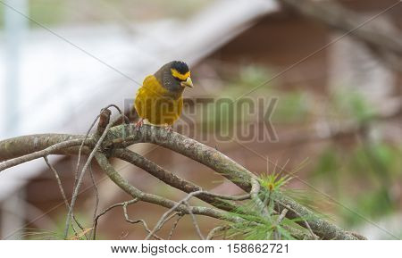 Yellow branded Evening Grosbeaks (Coccothraustes vespertinus)  on a deck having seed lunch. Heavyset finch in northern coniferous forests, adds splash of color to winter bird feeders every few years.
