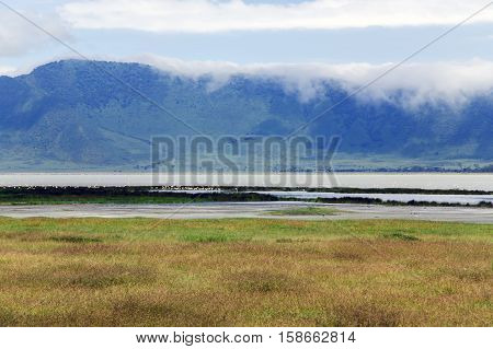 Blooming Valley in the Ngorongoro Crater Conservation Area on Lake Magadi background with a large population of flamingos (Phoeniconaias minor), Tanzania. East Africa
