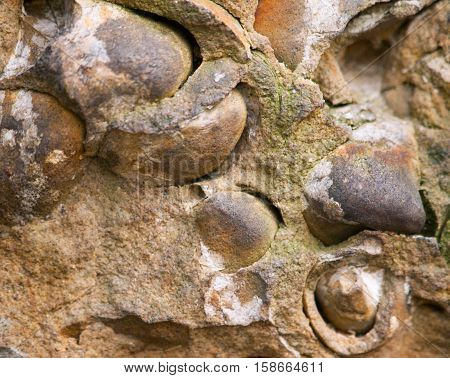 Group of Late Crustacean fossils of bivalves from North of Czech republic