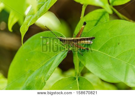 Green Meadow Grasshopper on green leaf(Chorthippus parallelus)