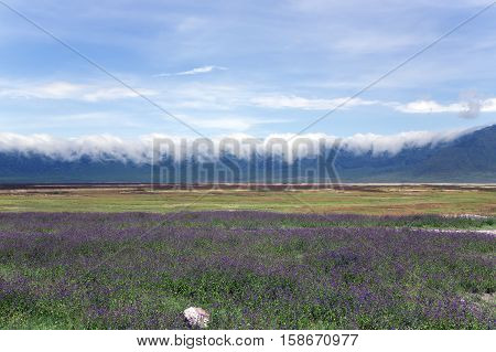Blooming Valley in the Ngorongoro Crater Conservation Area on Lake Magadi background with a large population of flamingos (Phoeniconaias minor), Tanzania. East Africa