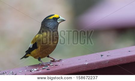 Yellow branded Evening Grosbeaks (Coccothraustes vespertinus)  on a deck having seed lunch. Heavyset finch in northern coniferous forests, adds splash of color to winter bird feeders every few years
