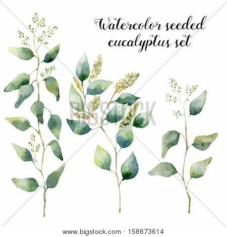 Watercolor seeded eucalyptus set. Hand painted floral illustration with silver leaves and branches isolated on white background. For design, print and textile