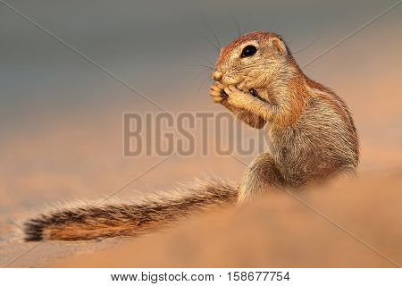 Feeding ground squirrel (Xerus inaurus), Kalahari desert, South Africa 