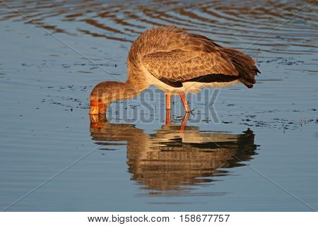Yellow-billed stork (Mycteria ibis) foraging in shallow water, South Africa