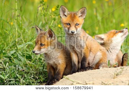 beautiful european red fox cubs near the burrow ( Vulpes )