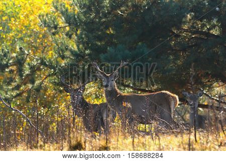 red deer stags in natural habitat ( Cervus elaphus )