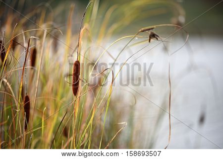 Beautiful blooming reed-mace on lake shore