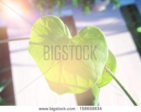 Valentine day or love concept : Leaf of the tree in the form of heart, heart sharped leaf, green heart leaf