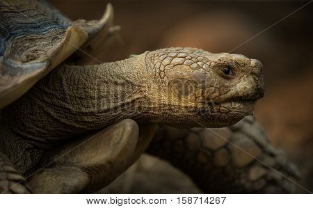 A giant Galapagos turtle, Galapagos islands, Ecuador, South America