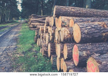 Freshly sawn logs in a forest setting in the Netherlands